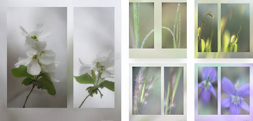 Serene Triptychs and Diptychs Serene Triptychs and Diptychs